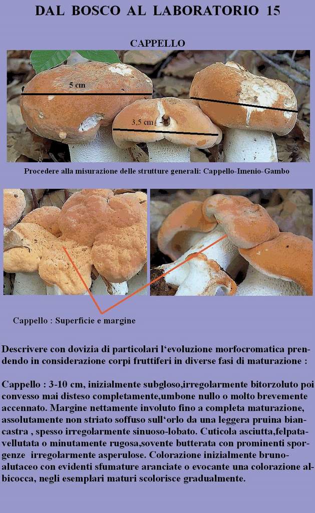 Dal Bosco al Laboratorio